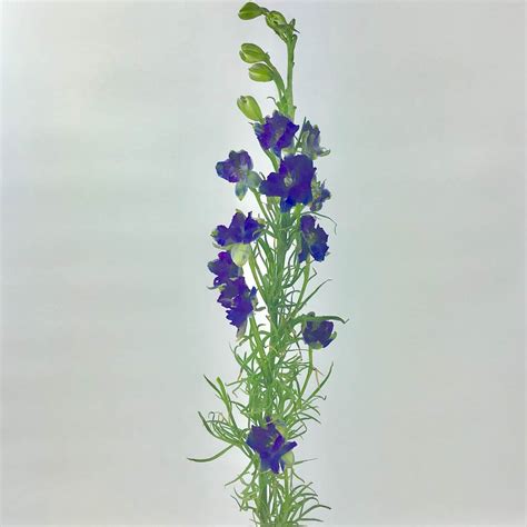 LARKSPUR - PURPLE - Wholesale Bulk Flowers - Cascade Floral