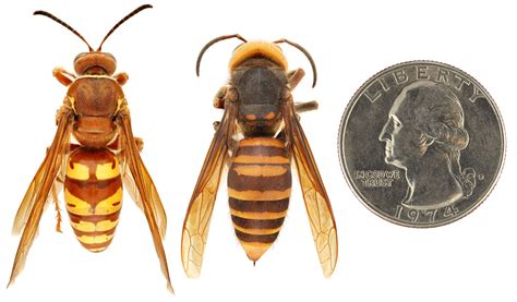 Sphecius grandis | North American Hornet Screening Tool