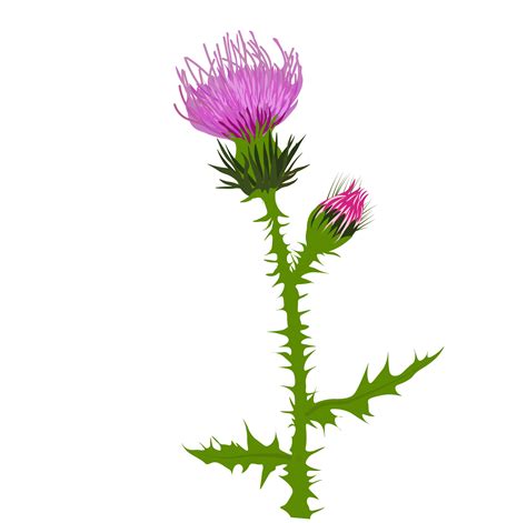 Thistle vector stock illustration close up. Superfood thistle medical ...