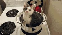 Cat Cooking GIFs | Tenor