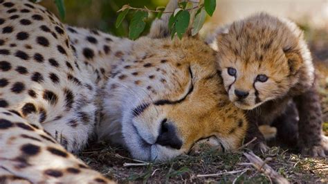 Cheetah Mom – Bing Wallpaper Download