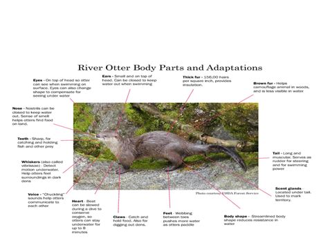 River Otter Adaptations Lesson Plan for 3rd - 4th Grade | Lesson Planet