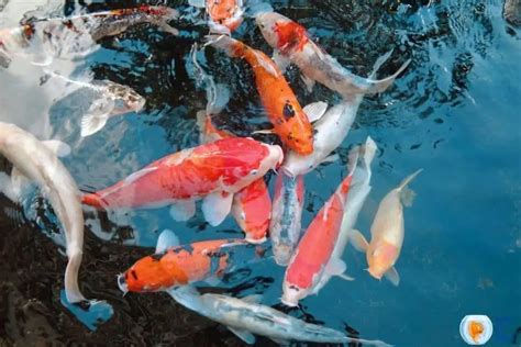 Can Koi Fish Survive In Cold Water? | Lesser Known Facts About Koi Fish|