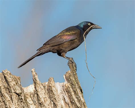 Common Grackle Collecting Nesting Photograph by Morris Finkelstein - Pixels