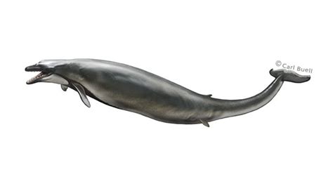 Basilosaurus spp. | College of Osteopathic Medicine | New York Tech