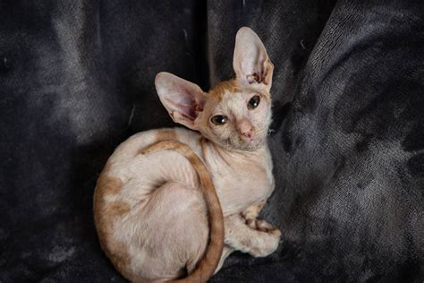 Cornish Rex Kittens for Sale, Makin Waves Rex, Cornish Rex Minnesota