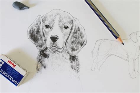 9 Drawings All Animal-Lovers Should Make | Craftsy