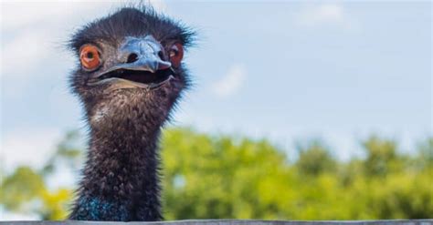 What Do Emus Eat? 15 Foods in Their Diet - A-Z Animals