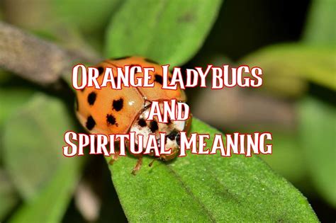 Orange Ladybugs: Types, Spiritual Meaning, Bite, and More