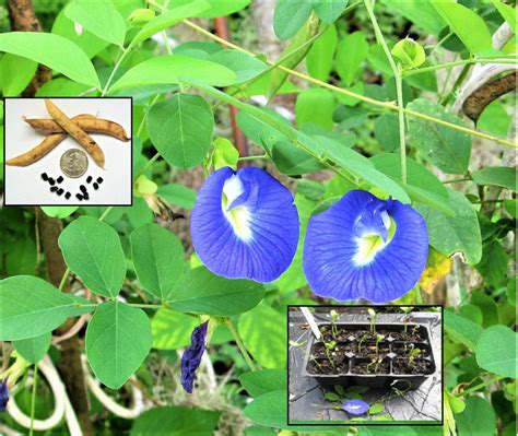 Plants, Seeds & Bulbs Clitoria ternatea Blue Butterfly Pea 25 Seeds Yard, Garden & Outdoor ...