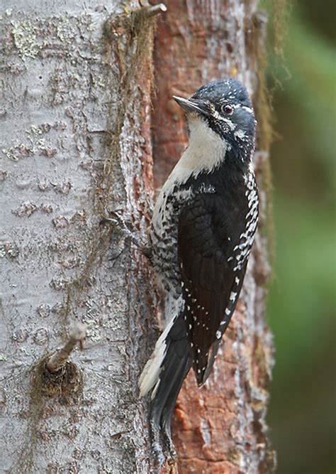 American Three-toed Woodpecker - ID, Facts, Diet, Habit & More | Birdzilla