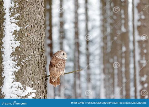 Winter Forest with Owl. Tawny Owl Snow Covered in Snowfall during ...