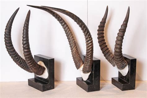 Vintage African Sable Antelope Horns For Sale at 1stdibs