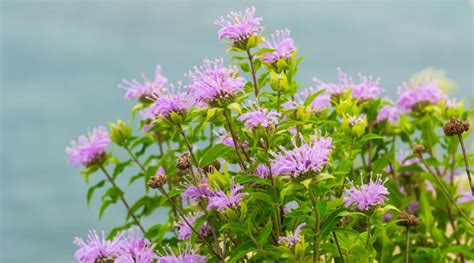 How to Plant, Grow and Care For Wild Bergamot