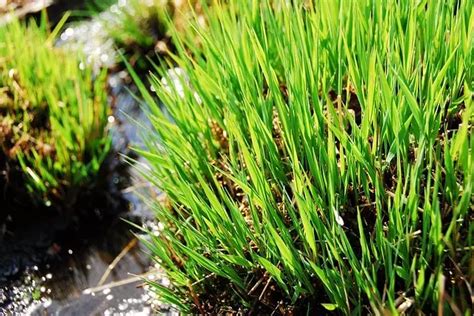 How to Get Rid of Sedge Grass: The Definitive Guide | Agronomic Lawn ...