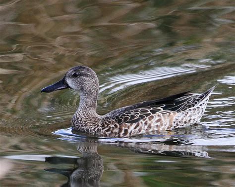 Blue-winged Teal (Female) Wakodahatchee 9-11-12 « Audubon Everglades