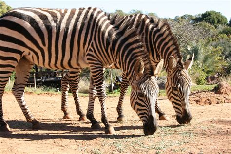 Plains Zebra | Perth Zoo