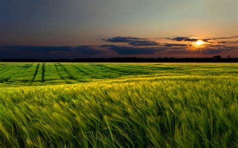 Spring cornfield sunset wallpaper | 1920x1200 | #31848