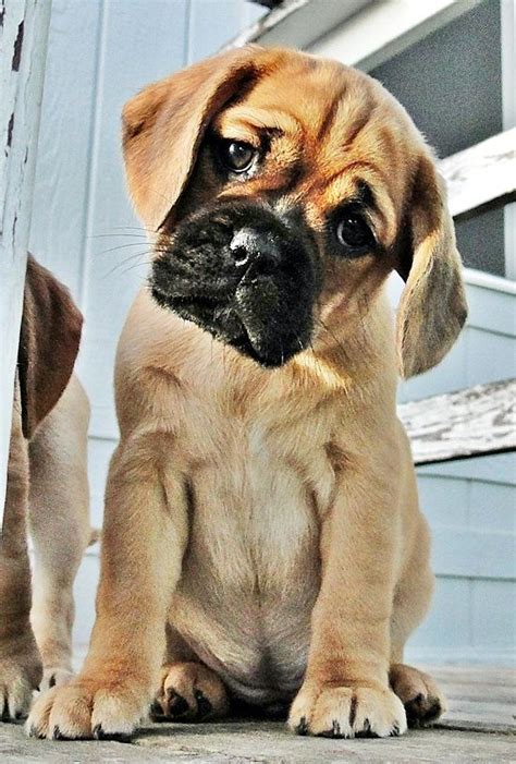 A puggle! Half pug, half beagle | Cute Animals! | Pinterest | Puggle ...