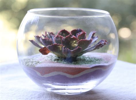 How to Water Succulents in Gardens, Containers & If There's No Drainage