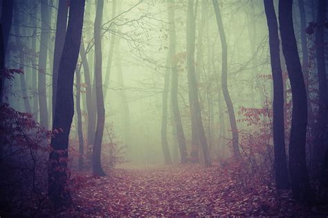 Eerie Autumn Morning Free Wallpaper download - Download Free Eerie ...