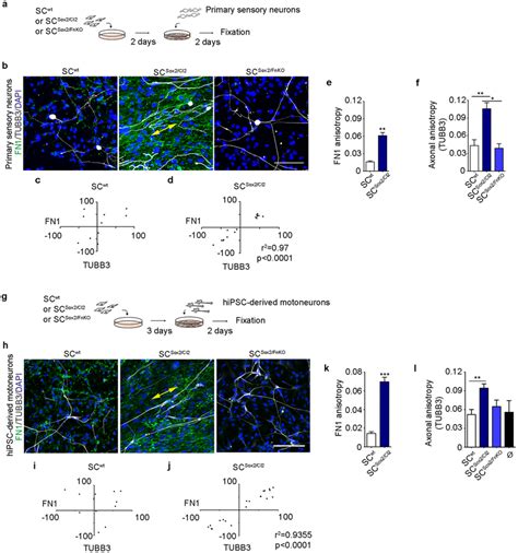 Neurons align their axons on FN-dependent organized Schwann cells. (a ...