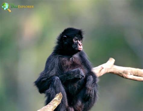 Peruvian Spider Monkey Characteristics | Ateles Chamek Diet & Facts