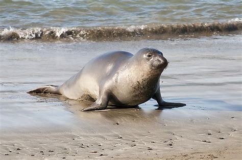 The Different Types of Seals - WorldAtlas.com