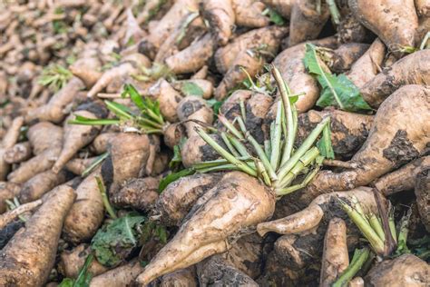 Harvesting Chicory Plants – How And When To Harvest Chicory Roots And ...