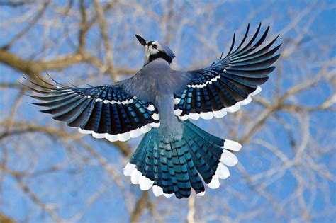 Blue-Jay-in-Flight | Aves selvagens, Passaros silvestres, Aves exóticas