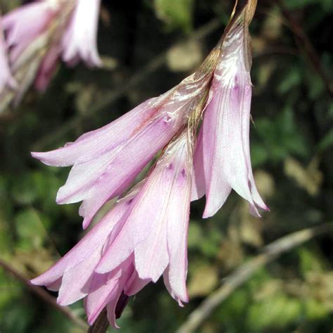 Dierama Pink Rocket - Canne à pêche des anges compacte, très florifère, aux fleurs rose clair.