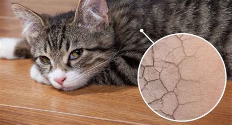 Cat Skin Diseases | Best Tips to Deal with Cat Skin Problems