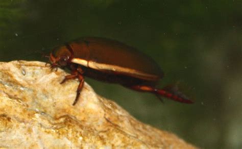 Dytiscidae | Insect Wiki | Fandom