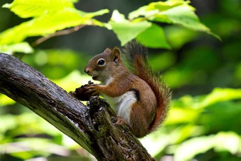 Free picture: rodent, brown squirrel, animal, tree, nature, wildlife, wood