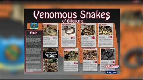 the vennous snakes of okalaanana are featured in this video poster