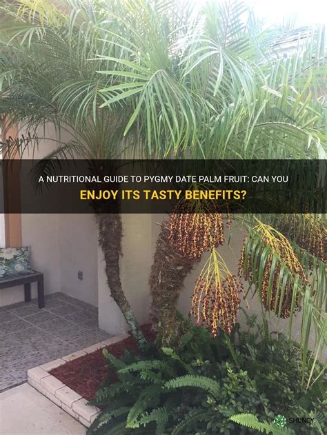 A Nutritional Guide To Pygmy Date Palm Fruit: Can You Enjoy Its Tasty ...