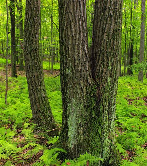 Free picture: wood, nature, tree, beech, landscape, leaf, forest