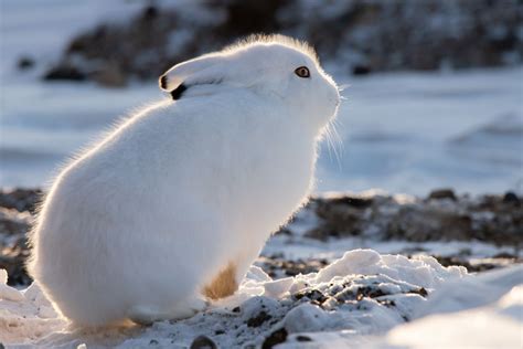 Arctic hare | Animals, Arctic habitat, Arctic hare