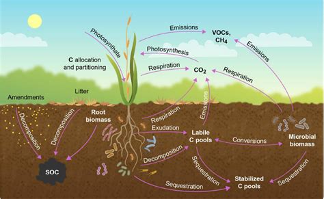 How Scientists Measure Terrestrial Carbon Pools - CID Bio-Science