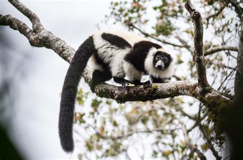 The last chance for Madagascar’s biodiversity – BIOENGINEER.ORG