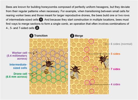 The Surprising Architecture in Bees' Honeycombs - Scientific American