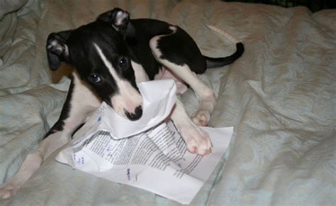 Project Louise: The Dog Ate My Homework | WBUR News