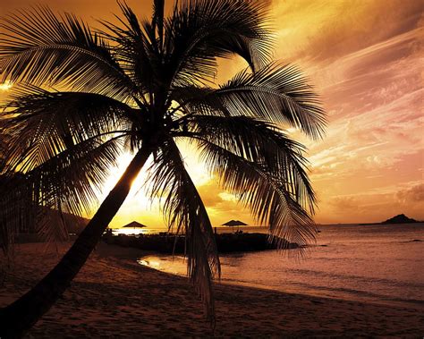 Palm, beach, landscape, sand, sunset, HD wallpaper | Peakpx