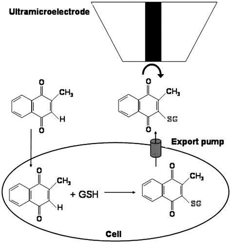 Menadione metabolism to thiodione in hepatoblastoma by scanning ...