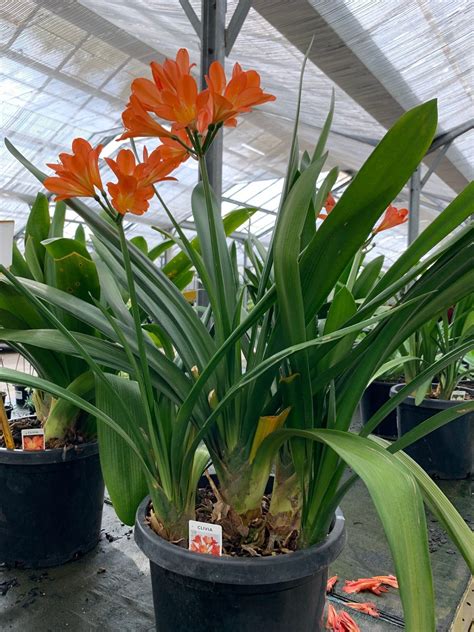 Clivia Miniata – Impressive Plants