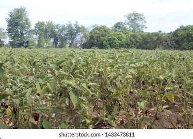 Brinjal Farming Done Widely India Brinjal Stock Photo 1433473811 | Shutterstock