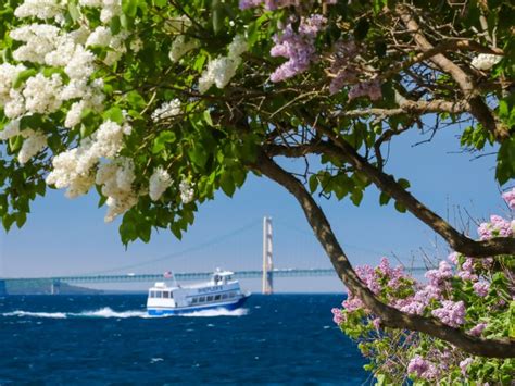 Mackinac Island Lilac Festival 2024 is Bringing Jaw-Dropping Blooms ...