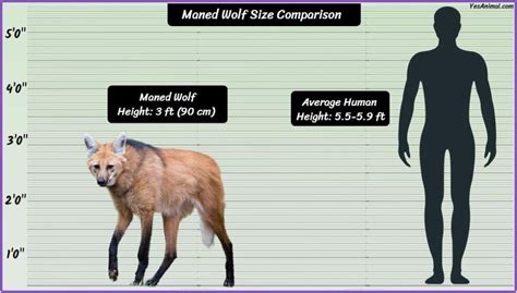 Maned Wolf Size: How Big Are They Compared To Others?