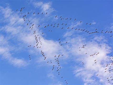 White Stork Fall Migration | Smithsonian Photo Contest | Smithsonian Magazine