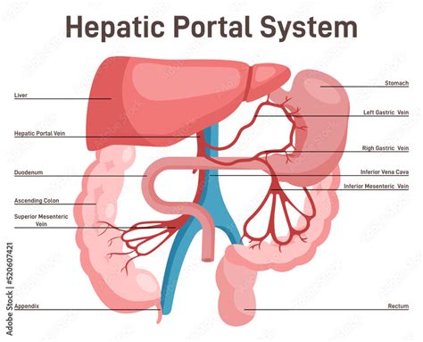 Hepatic portal system. Anatomy of human liver and blood vessels vector ...